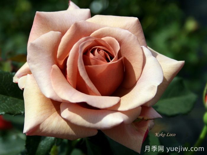 推薦8款復(fù)古柔色月季，色彩獨(dú)特，花型優(yōu)雅(圖2)