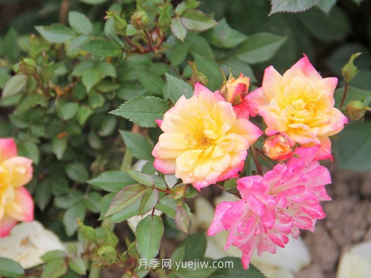 小五彩月季的介紹和優(yōu)缺點(圖1)