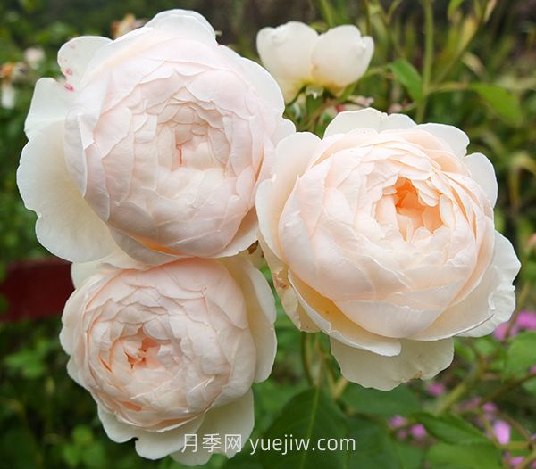 溫德米爾月季介紹和優(yōu)缺點(diǎn)(圖1)