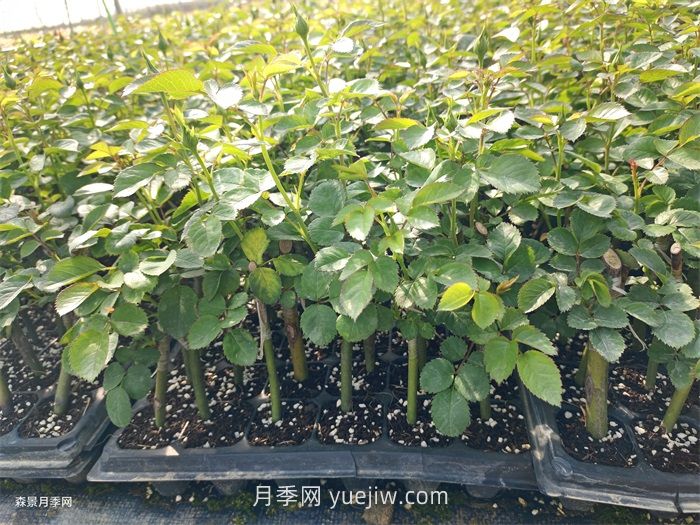 月季苗，南陽月季小苗用于全國各地的月季繁育基地(圖1)
