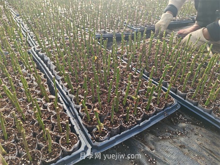 月季苗，南陽月季小苗用于全國各地的月季繁育基地(圖3)