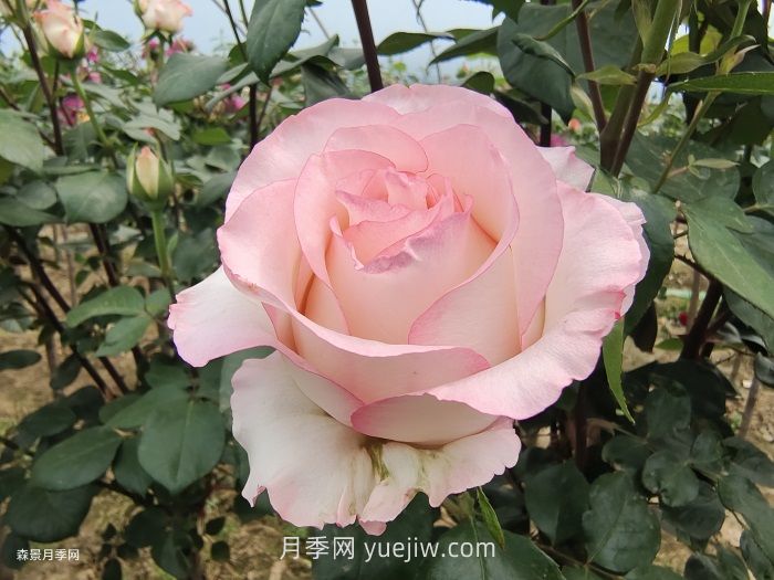 園林人必須知道的88個(gè)花卉基本知識(shí)點(diǎn)(圖1)