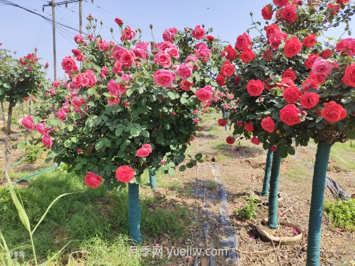 園林人必須知道的88個(gè)花卉基本知識(shí)點(diǎn)(圖2)