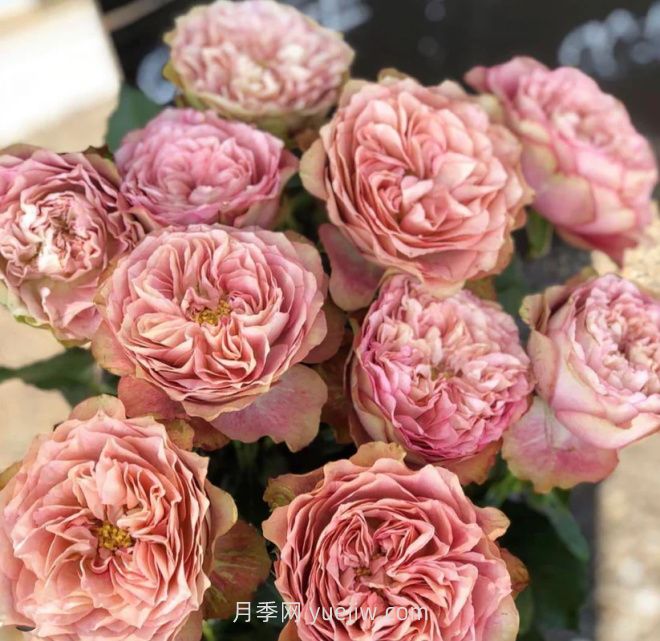 地球末夜月季介紹和優(yōu)缺點(圖1)