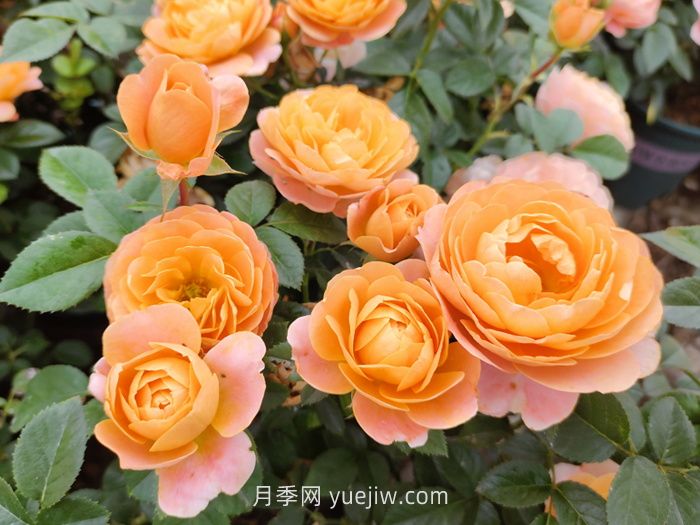 推薦88個(gè)***美月季品種，讓花友美到心醉，陶醉其中(圖2)