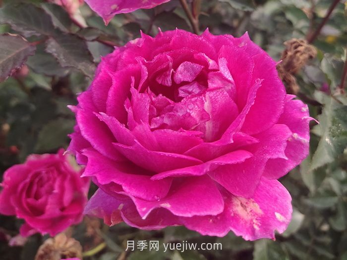 推薦88個(gè)***美月季品種，讓花友美到心醉，陶醉其中(圖3)