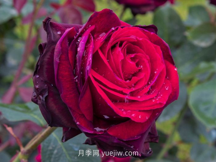 推薦88個(gè)***美月季品種，讓花友美到心醉，陶醉其中(圖4)