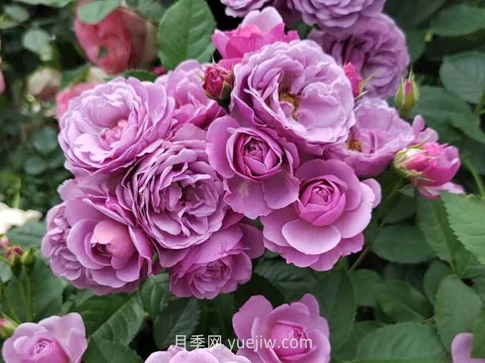 推薦88個(gè)***美月季品種，讓花友美到心醉，陶醉其中(圖6)