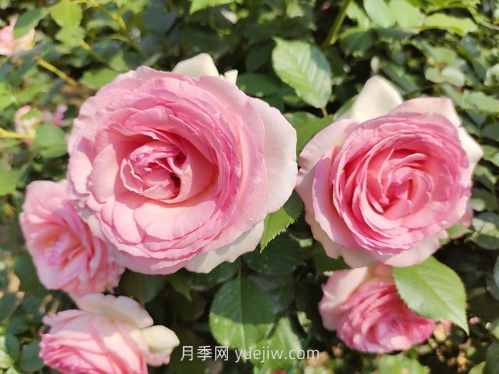 推薦88個(gè)***美月季品種，讓花友美到心醉，陶醉其中(圖7)