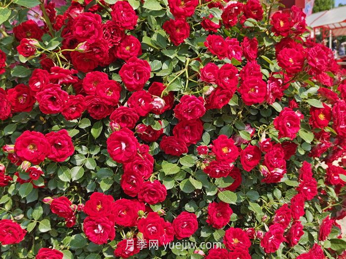 推薦88個(gè)***美月季品種，讓花友美到心醉，陶醉其中(圖9)