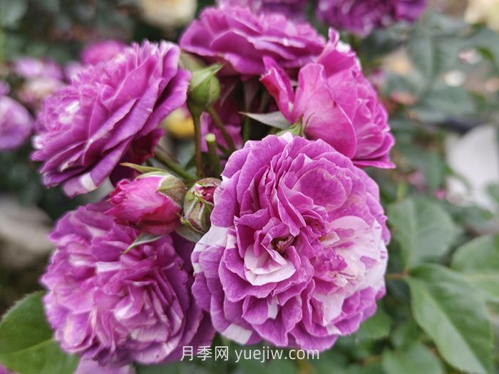 推薦88個(gè)***美月季品種，讓花友美到心醉，陶醉其中(圖11)