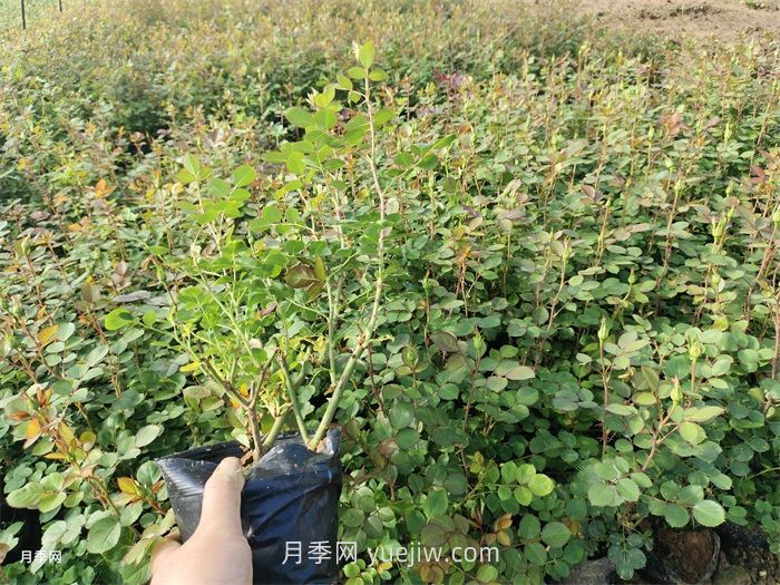 月季小苗多久能長成大苗？(圖1)
