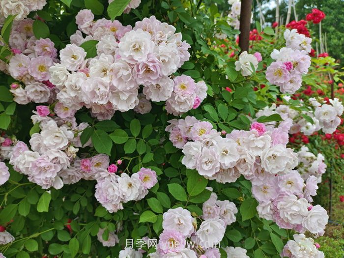 薔薇花什么時(shí)候開(kāi)花，花期有多久？(圖1)