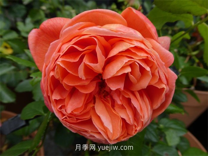 橙色月季哪個品種花大？(圖2)