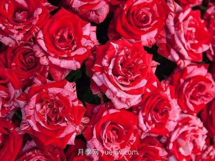 21朵玫瑰花的花語是什么？(圖1)