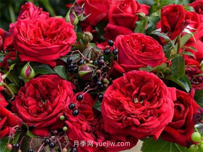 玫瑰國度的天使月季介紹和優(yōu)缺點(diǎn)(圖1)