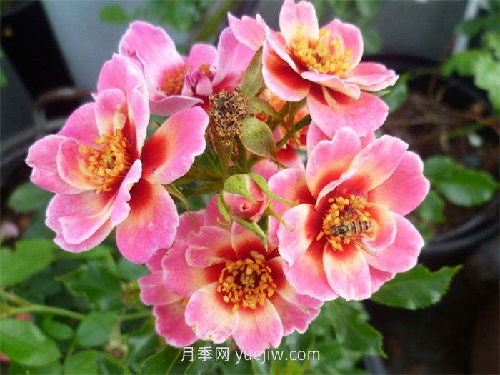女王巴比倫之眼月季介紹和優(yōu)缺點(diǎn)(圖1)