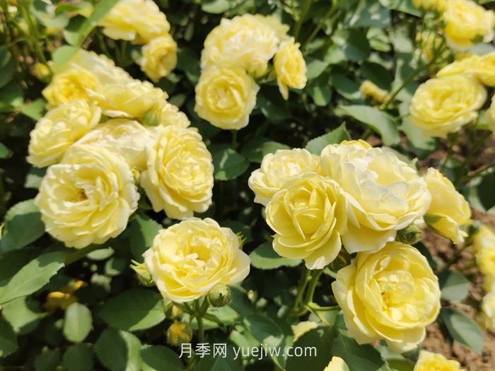 月季花的習(xí)性，要求什么樣的種植環(huán)境？(圖1)
