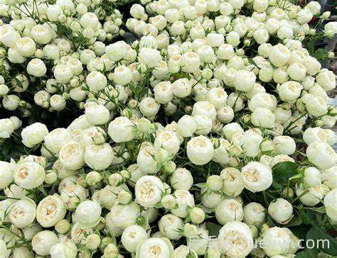 曼斯菲爾德白色莊園月季介紹和優(yōu)缺點(diǎn)(圖1)