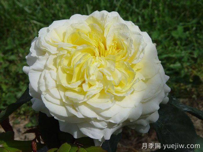 快拳月季介紹和優(yōu)缺點(圖1)