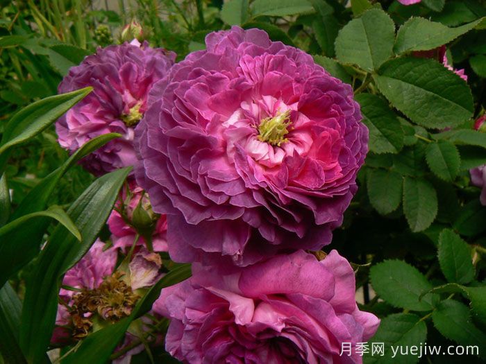 克雷西美人月季介紹和優(yōu)缺點(diǎn)(圖1)