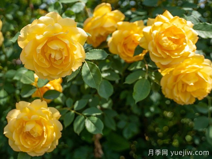 傾慕月季介紹和優(yōu)缺點(圖1)