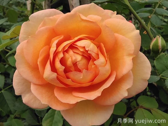 傾慕月季和夏洛特夫人月季的區(qū)別(圖1)