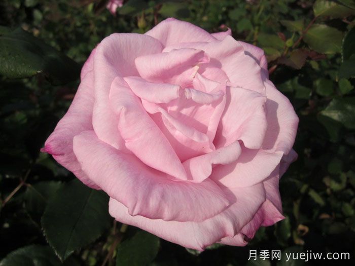 桃香月季介紹和優(yōu)缺點(圖1)