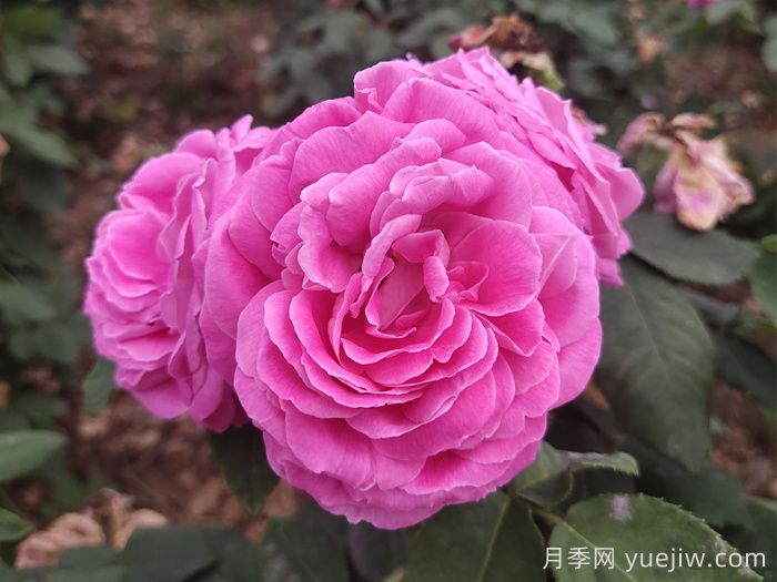 藍(lán)月亮月季介紹和優(yōu)缺點(diǎn)(圖1)