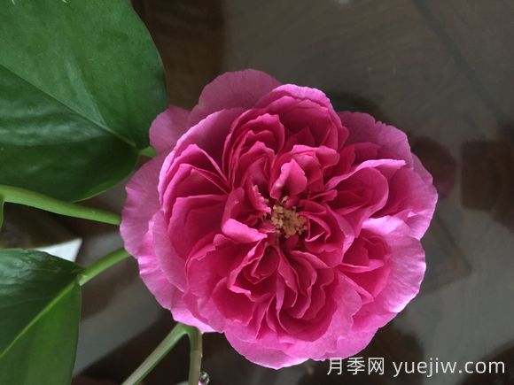 伊芙小資情調(diào)月季介紹和優(yōu)缺點(diǎn)(圖1)