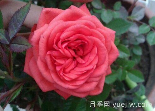 伊芙風(fēng)情月季介紹和優(yōu)缺點(圖1)