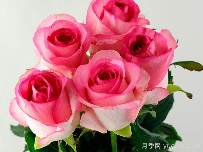 貝拉維塔月季介紹和優(yōu)缺點(圖1)