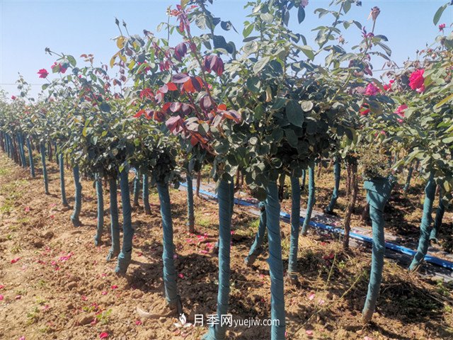 淺談怎么栽種樹(shù)狀月季？(圖1)