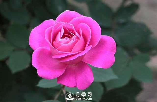 月季花的栽培繁殖技術(圖1)
