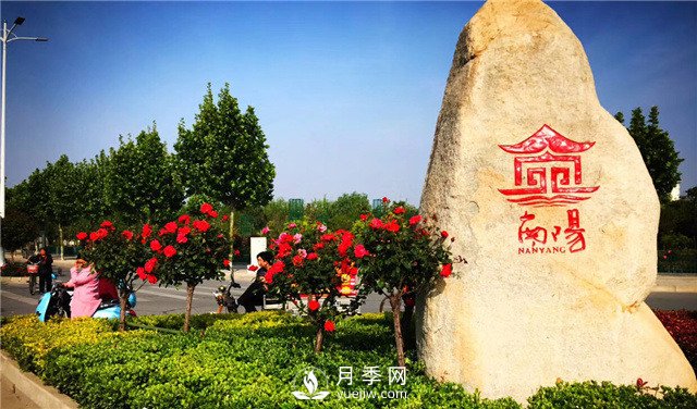 園林綠化中常用的南陽(yáng)月季規(guī)格大概有哪些？(圖1)