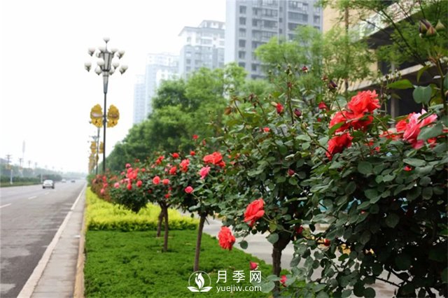 樹(shù)狀月季在東北地區(qū)能否自然越冬？樹(shù)狀月季如何過(guò)冬？(圖1)