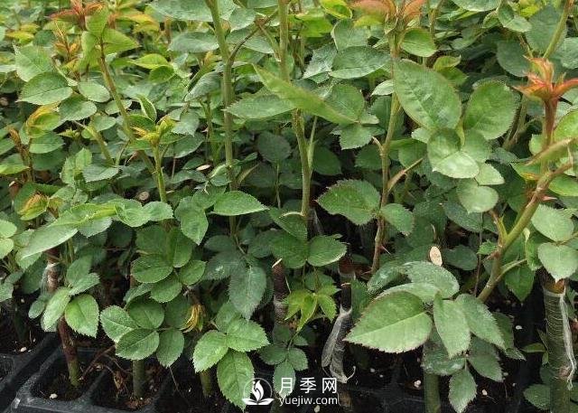 月季小苗要不要摘花？(圖1)