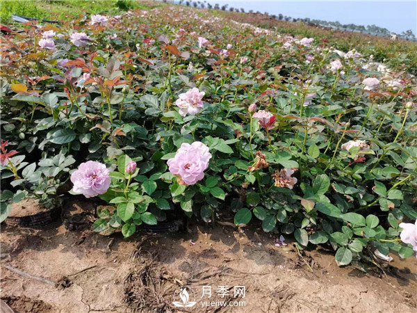 春天照著養(yǎng)，月季花朵多到爆炸！(圖1)