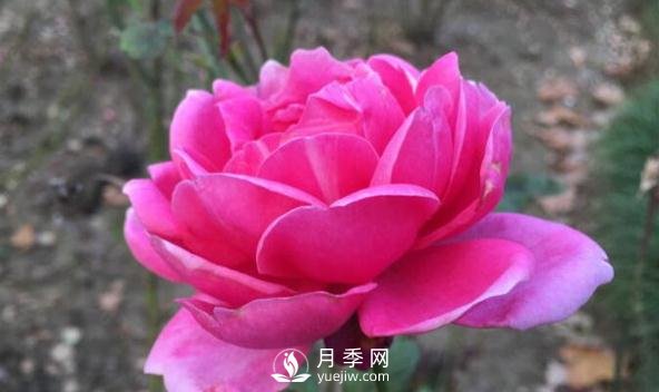 夏天來了，你該打理一下你的月季花了(圖1)