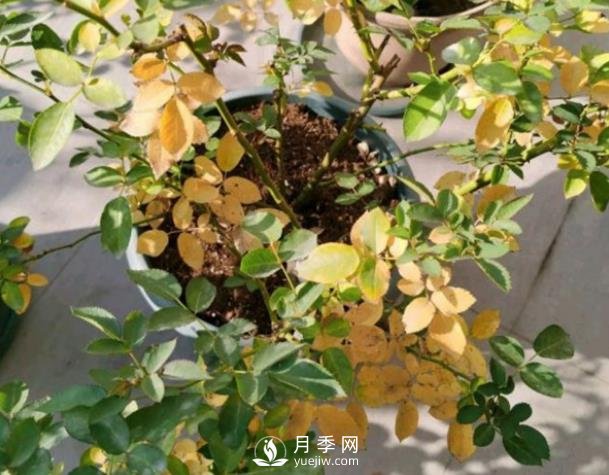 月季從底部開(kāi)始黃葉是什么原因？(圖1)