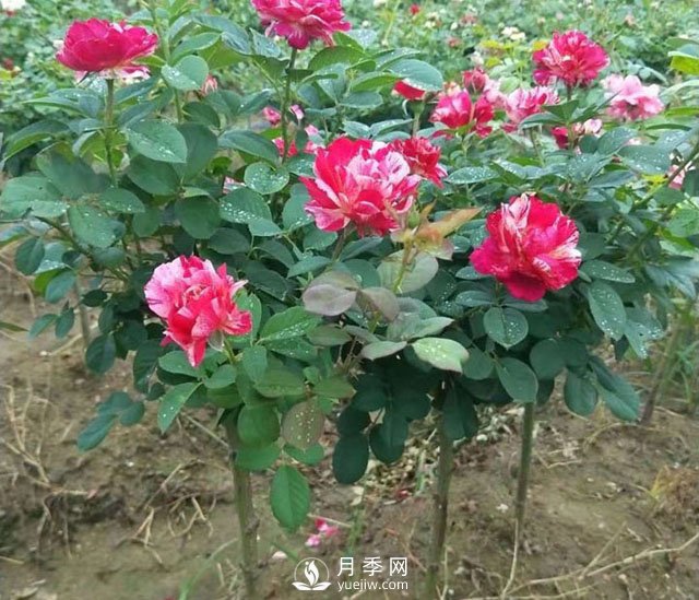 如何讓月季樹上花開三色？(圖1)