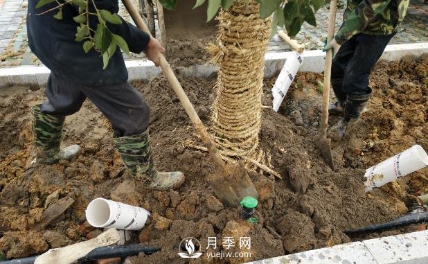 苗木栽植時(shí)應(yīng)做好根部的哪些護(hù)理？(圖1)
