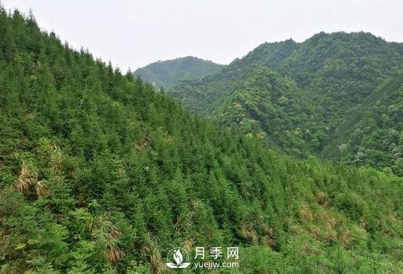 杉木種植***易忽略的四個(gè)誤區(qū)，做到這才是會(huì)種杉木的苗民(圖1)