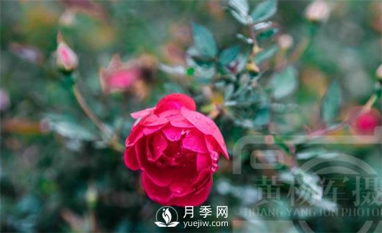 紅艷嬌美的月季花，四季常開，絢麗的花朵非常美(圖1)
