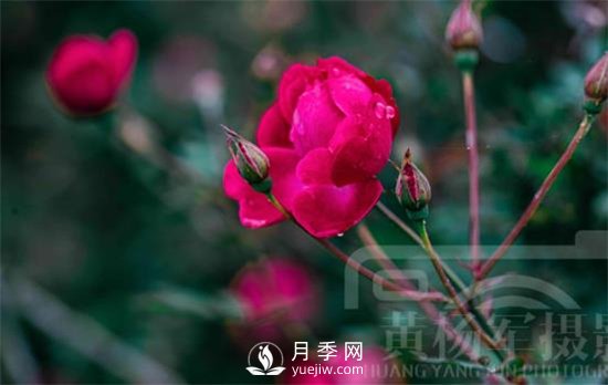 紅艷嬌美的月季花，四季常開，絢麗的花朵非常美(圖2)