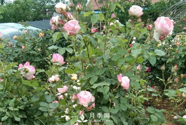花友都喜歡的月季品種，龍沙寶石，適合做月季花門(圖1)
