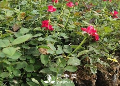 月季苗栽培、養(yǎng)護(hù)、銷售日歷(圖1)