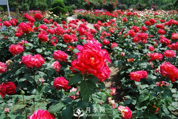 農(nóng)民投資月季種植，致富前景怎么樣？(圖1)