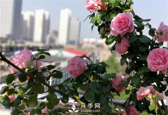 一年開三季的月季花，裝扮我的陽臺(圖1)