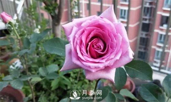 一年開三季的月季花，裝扮我的陽臺(圖2)